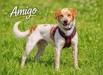 Amigo - möchte wieder dazugehören