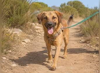 Sweet – fröhlicher Jungspund sucht seine Menschen