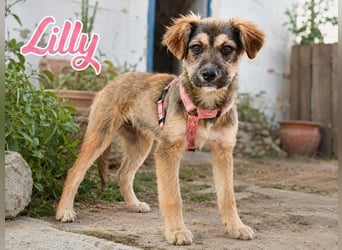 Lilly - einfach zum Verlieben