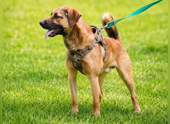 Sweet – fröhlicher Jungspund sucht seine Menschen