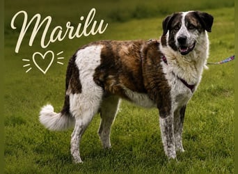 Marilu - voller Liebe