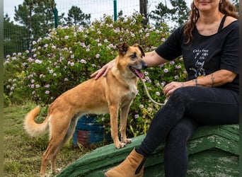 Sunny – lebensfrohe Hündin sucht ihre Menschen