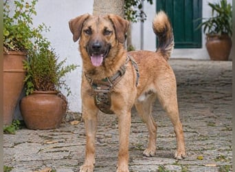 Sweet – junger Wirbelwind mit Herz