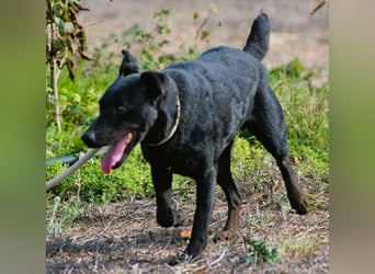 Matteus – ein sanfter Begleiter