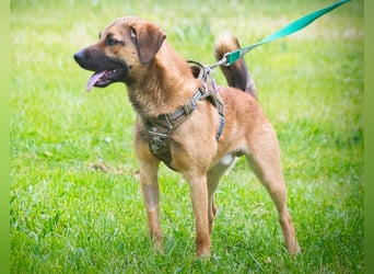 Sweet – junger Wirbelwind mit Herz