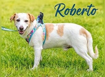 Roberto - verschmuster Freund sucht seine Menschen