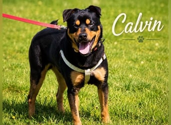 Calvin - sensibler Schatz möchte ankommen