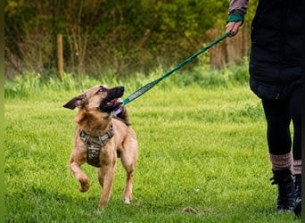 Sweet – fröhlicher Jungspund sucht seine Menschen