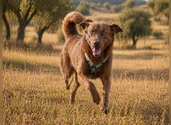 Amendoa - ein kesses Mädchen