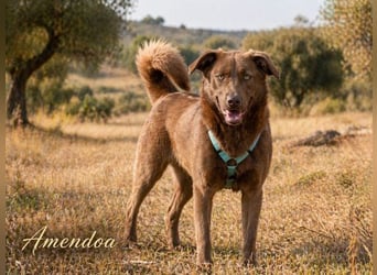 Amendoa - ein kesses Mädchen