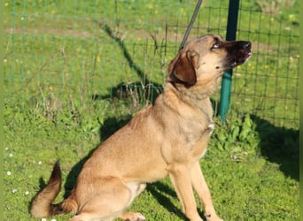 Sweet – junger Wirbelwind mit Herz