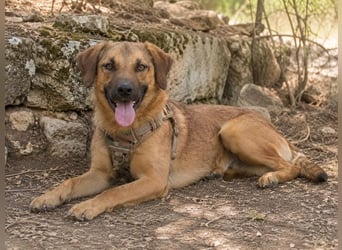 Sweet – fröhlicher Jungspund sucht seine Menschen
