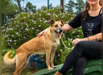 Sunny – lebensfrohe Hündin sucht ihre Menschen