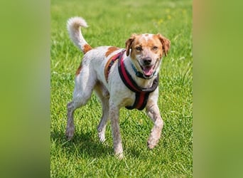 Amigo - möchte wieder dazugehören