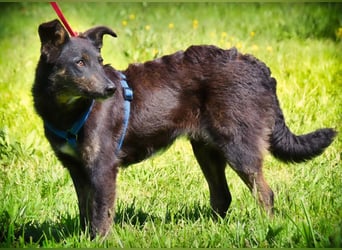 Amora - eine liebe Seele