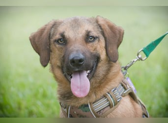 Sweet – junger Wirbelwind mit Herz