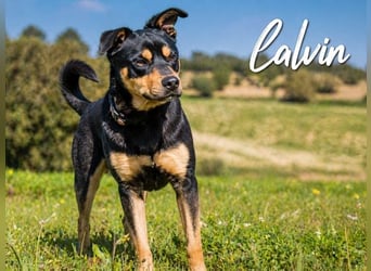 Calvin - ein sanfter Freund