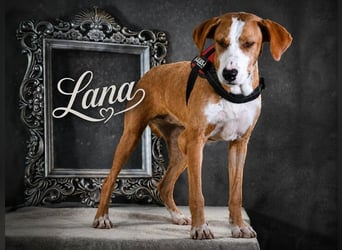 Lana - Pfote sucht Hand