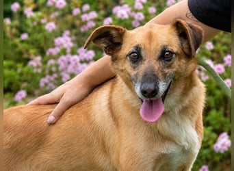 Sunny – lebensfrohe Hündin sucht ihre Menschen