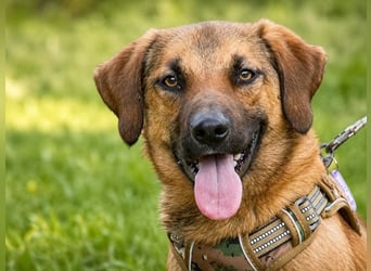Sweet – fröhlicher Jungspund sucht seine Menschen