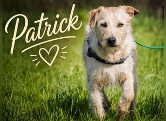 Patrick - sensibler Schatz sucht Sicherheit