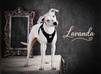 Lavanda - sucht ihr Glück