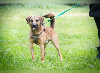 Sweet – junger Wirbelwind mit Herz