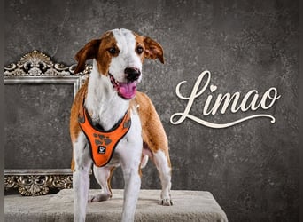 Limao - sucht seine Menschen