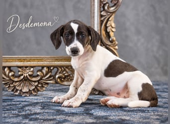 Desdemona – die Welt wartet auf dich