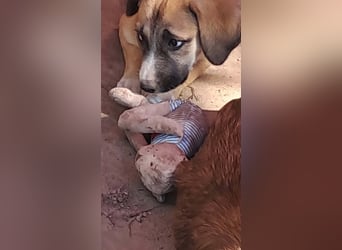 Lotti - kleine Pfoten suchen ein Zuhause