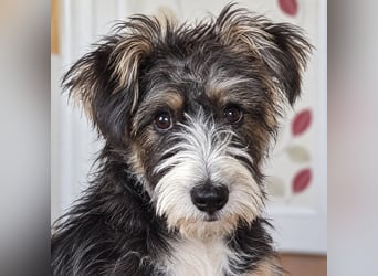 Emmy - ein kleines Hundemädchen mit großem Herzen!