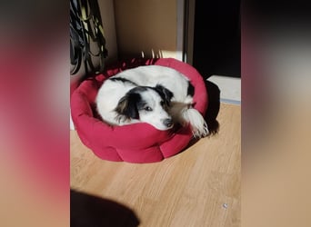 Ray - ein toller Hundebub!