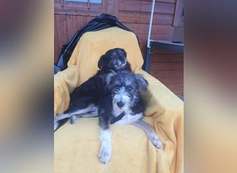 Emmy - ein kleines Hundemädchen mit großem Herzen!