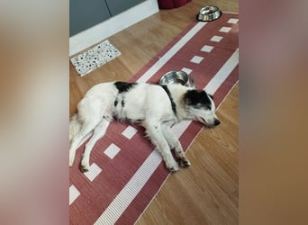 Ray - ein toller Hundebub!