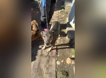 Gigi sucht ihre Herzensmenschen