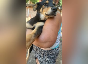 Loki sucht sein Zuhause für immer