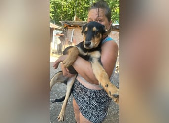 Loki sucht sein Zuhause für immer