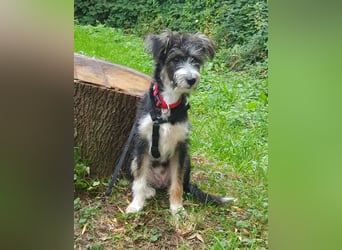 Emmy - ein kleines Hundemädchen mit großem Herzen!