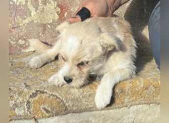 Kleine Jule sucht ihr Zuhause für immer
