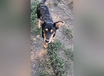 Loki sucht sein Zuhause für immer