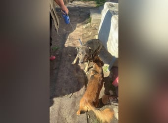 Gigi sucht ihre Herzensmenschen