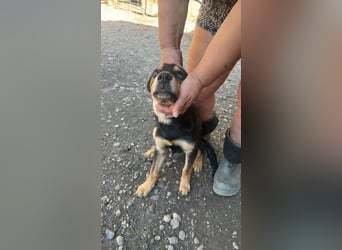 Loki sucht sein Zuhause für immer