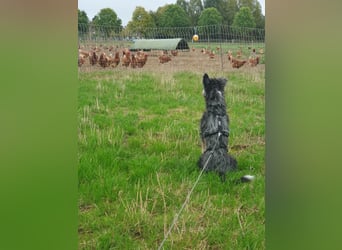 Emmy - ein kleines Hundemädchen mit großem Herzen!