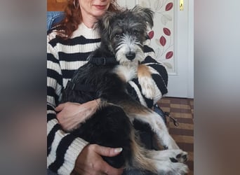 Emmy - ein kleines Hundemädchen mit großem Herzen!