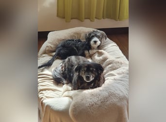 Emmy - ein kleines Hundemädchen mit großem Herzen!