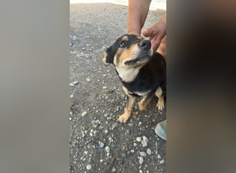 Loki sucht sein Zuhause für immer