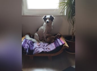 Ray - ein toller Hundebub!