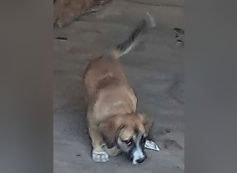 Lotti - kleine Pfoten suchen ein Zuhause