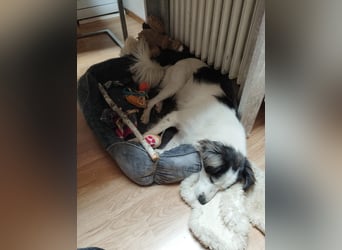 Ray - ein toller Hundebub!