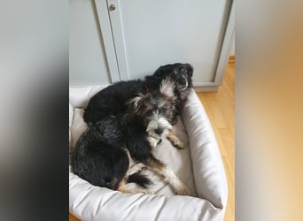 Emmy - ein kleines Hundemädchen mit großem Herzen!